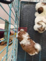 Shih Tzu Puppies for sale in Mumbai, Maharashtra, India. price: NA