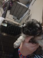 Shih Tzu Puppies for sale in New Albany, IN 47150, USA. price: NA