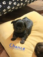 Shih Tzu Puppies for sale in Florence, MT 59833, USA. price: $1,500