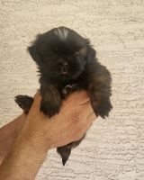Shih Tzu Puppies for sale in Phoenix, AZ, USA. price: $1,200