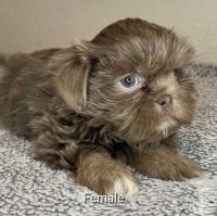 Shih Tzu Puppies for sale in Phoenix, AZ, USA. price: $90,000