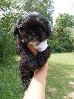 Shih Tzu Puppies for sale in Houston, TX 77060, USA. price: $500