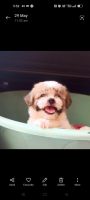 Shih Tzu Puppies for sale in Vaikom, Kerala, India. price: 18,000 INR