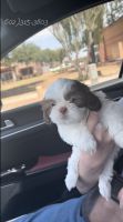 Shih Tzu Puppies for sale in Laveen Village, Phoenix, AZ, USA. price: $1,200