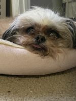 Shih Tzu Puppies for sale in Houston, TX 77054, USA. price: $150