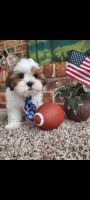 Shih Tzu Puppies for sale in Spring, TX 77373, USA. price: $900