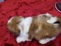 Shih Tzu Puppies for sale in Houston, TX 77056, USA. price: $575