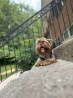 Shih Tzu Puppies for sale in Arlington, VA, USA. price: $700