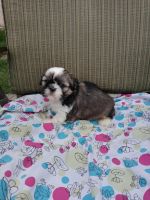 Shih Tzu Puppies for sale in Little Falls, MN 56345, USA. price: $700