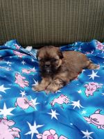 Shih Tzu Puppies for sale in Little Falls, MN 56345, USA. price: $700