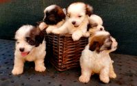 Shih Tzu Puppies for sale in Houston, TX, USA. price: $350