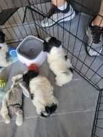 Shih Tzu Puppies for sale in Rialto, CA, USA. price: NA