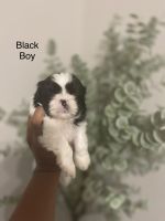 Shih Tzu Puppies for sale in Houston, TX, USA. price: $1,500