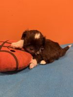 Shih Tzu Puppies for sale in Capitol Heights, MD 20743, USA. price: $3,000