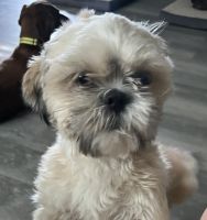 Shih Tzu Puppies for sale in Plant City, FL, USA. price: NA