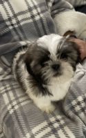 Shih Tzu Puppies for sale in Lake Elsinore, CA, USA. price: $900
