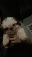 Shih Tzu Puppies for sale in Anaheim, CA, USA. price: $500