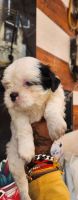 Shih Tzu Puppies for sale in Delhi, India. price: 11,000 INR