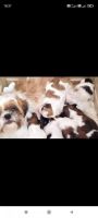Shih Tzu Puppies for sale in Fingerpost, Ooty, Tamil Nadu 643006, India. price: 15,000 INR