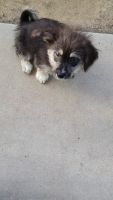 Shih Tzu Puppies for sale in Winchester, CA 92596, USA. price: $60,000