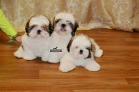 Shih Tzu Puppies for sale in Pune, Maharashtra, India. price: 30,000 INR