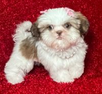 Shih Tzu Puppies for sale in North Port, FL, USA. price: $1,400
