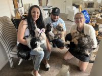 Shih Tzu Puppies for sale in Peoria, AZ, USA. price: $800