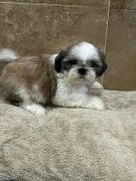Shih Tzu Puppies for sale in Eastvale, CA, USA. price: $700