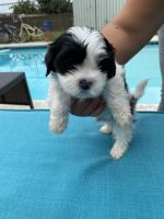 Shih Tzu Puppies for sale in West Covina, CA, USA. price: $800