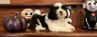 Shih Tzu Puppies for sale in Houston, TX, USA. price: $1,200