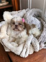 Shih Tzu Puppies for sale in Brentwood, CA 94513, USA. price: $1,500