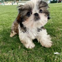 Shih Tzu Puppies for sale in Brentwood, CA 94513, USA. price: $3,000