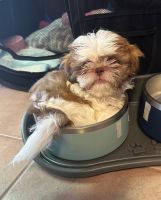 Shih Tzu Puppies for sale in 1810 S Dairy Ashford Rd, Houston, TX 77077, USA. price: $225,000