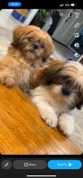 Shih Tzu Puppies for sale in Carmichael, CA 95608, USA. price: $300