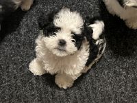 Shih Tzu Puppies for sale in Lake Geneva, WI 53147, USA. price: $500