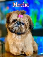 Shih Tzu Puppies for sale in Lawrenceville, GA, USA. price: $1,500