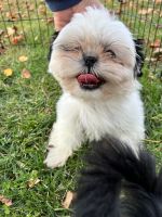Shih Tzu Puppies for sale in Virginia Beach, VA, USA. price: $1,200