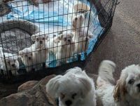 Shih Tzu Puppies for sale in Maquoketa, IA, USA. price: $50,000