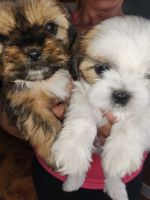 Shih Tzu Puppies for sale in UT-125, Utah, USA. price: $900