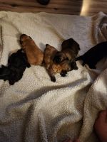 Shih Tzu Puppies for sale in Columbus, OH, USA. price: NA