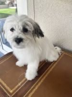 Shih Tzu Puppies for sale in San Bernardino, CA, USA. price: $600