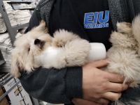 Shih Tzu Puppies for sale in Pontiac, IL 61764, USA. price: $1,000