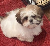 Shih Tzu Puppies for sale in 5305 Old Shepard Pl, Plano, TX 75093, USA. price: $1,500