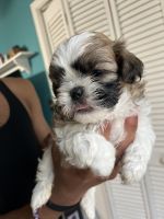 Shih Tzu Puppies for sale in Prince George, VA 23875, USA. price: $1,500