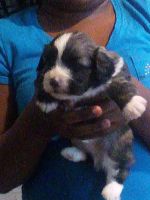 Shih Tzu Puppies for sale in Greenville, NC, USA. price: $600