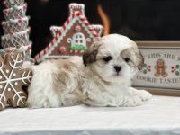Shih Tzu Puppies for sale in Maryville, TN, USA. price: $1,100