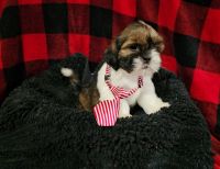 Shih Tzu Puppies for sale in Mineral Wells, WV 26150, USA. price: $800