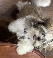 Shih Tzu Puppies for sale in Queens, NY, USA. price: $1,200
