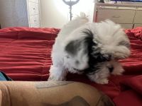 Shih Tzu Puppies for sale in Hanover, MD 21076, USA. price: $750