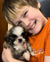 Shih Tzu Puppies for sale in Mt Healthy, OH 45231, USA. price: $950